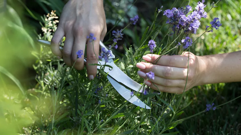 Lavendel snoeien Lavendel snoeien