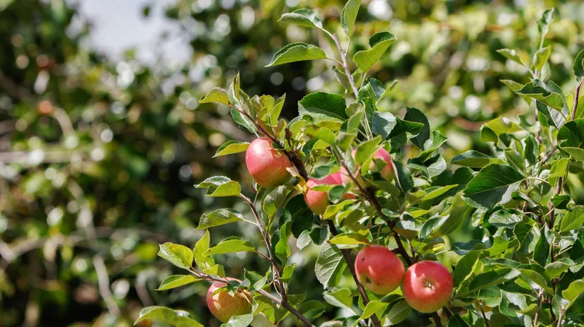 Snoeien doet groeien Snoeien doet groeien