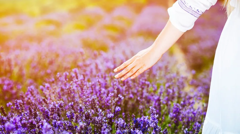 lavendel lavendel
