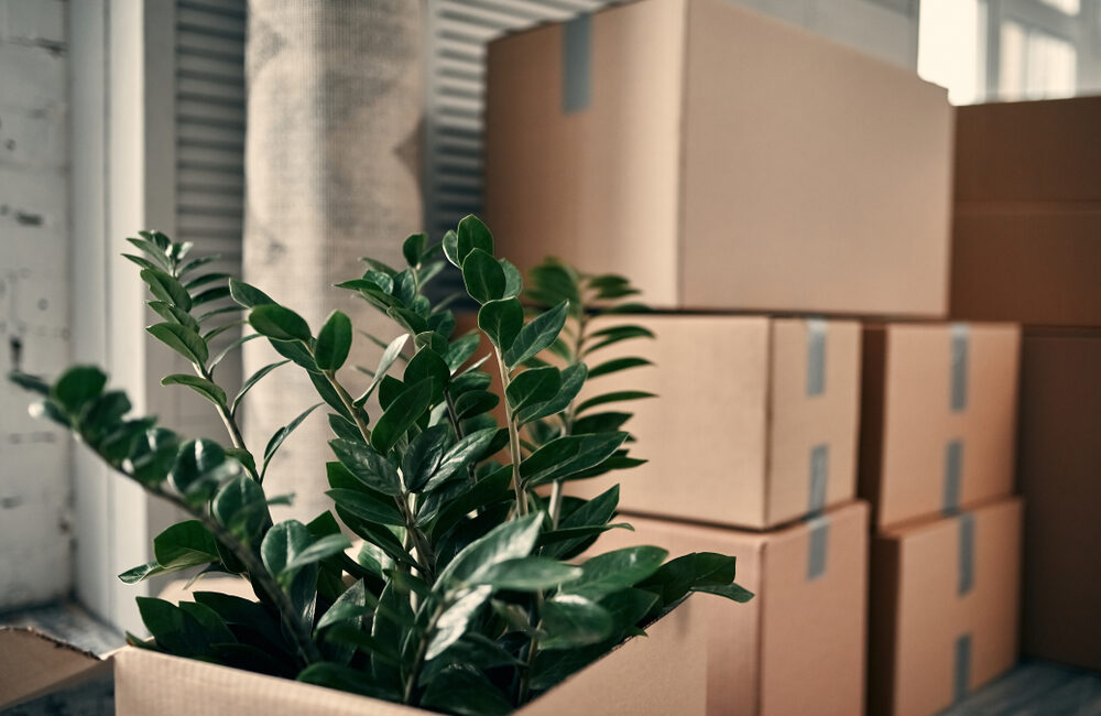 Verhuis jouw kamerplanten veilig mee