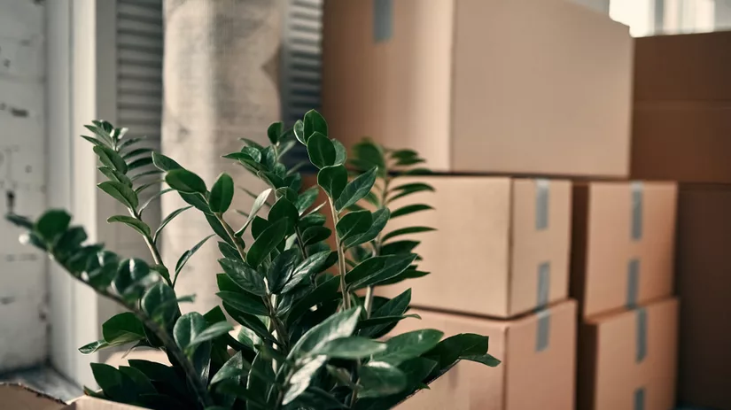 Verhuis jouw kamerplanten veilig mee Verhuis jouw kamerplanten veilig mee