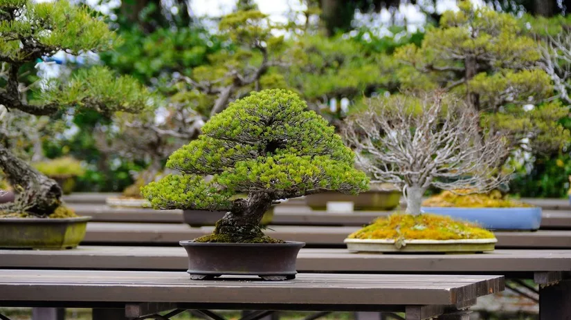 bonsai bonsai