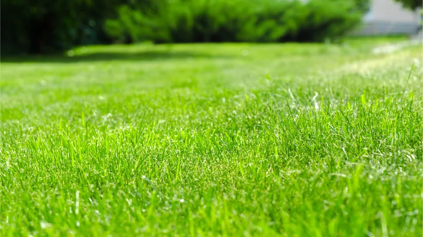 Kunstgras vs echt gras: wat past het beste in jouw tuin? Kunstgras vs echt gras: wat past het beste in jouw tuin?