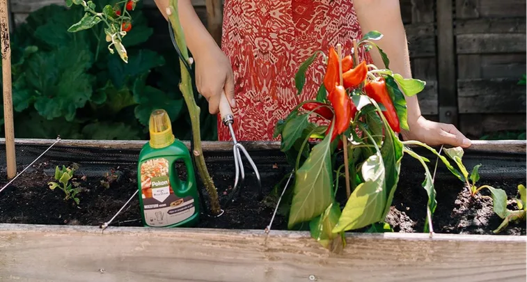 Wanneer moestuin beginnen