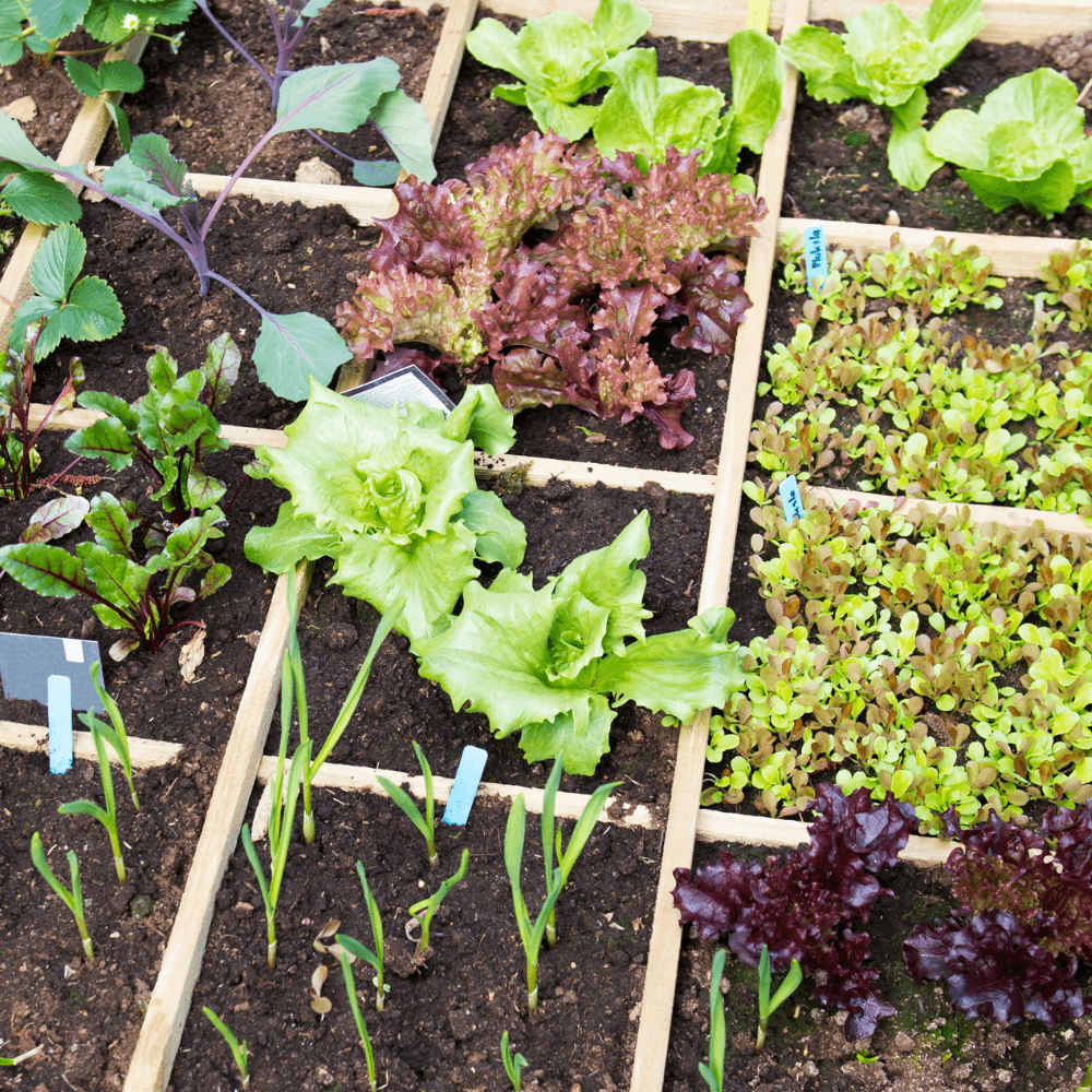 Moestuin aanleggen