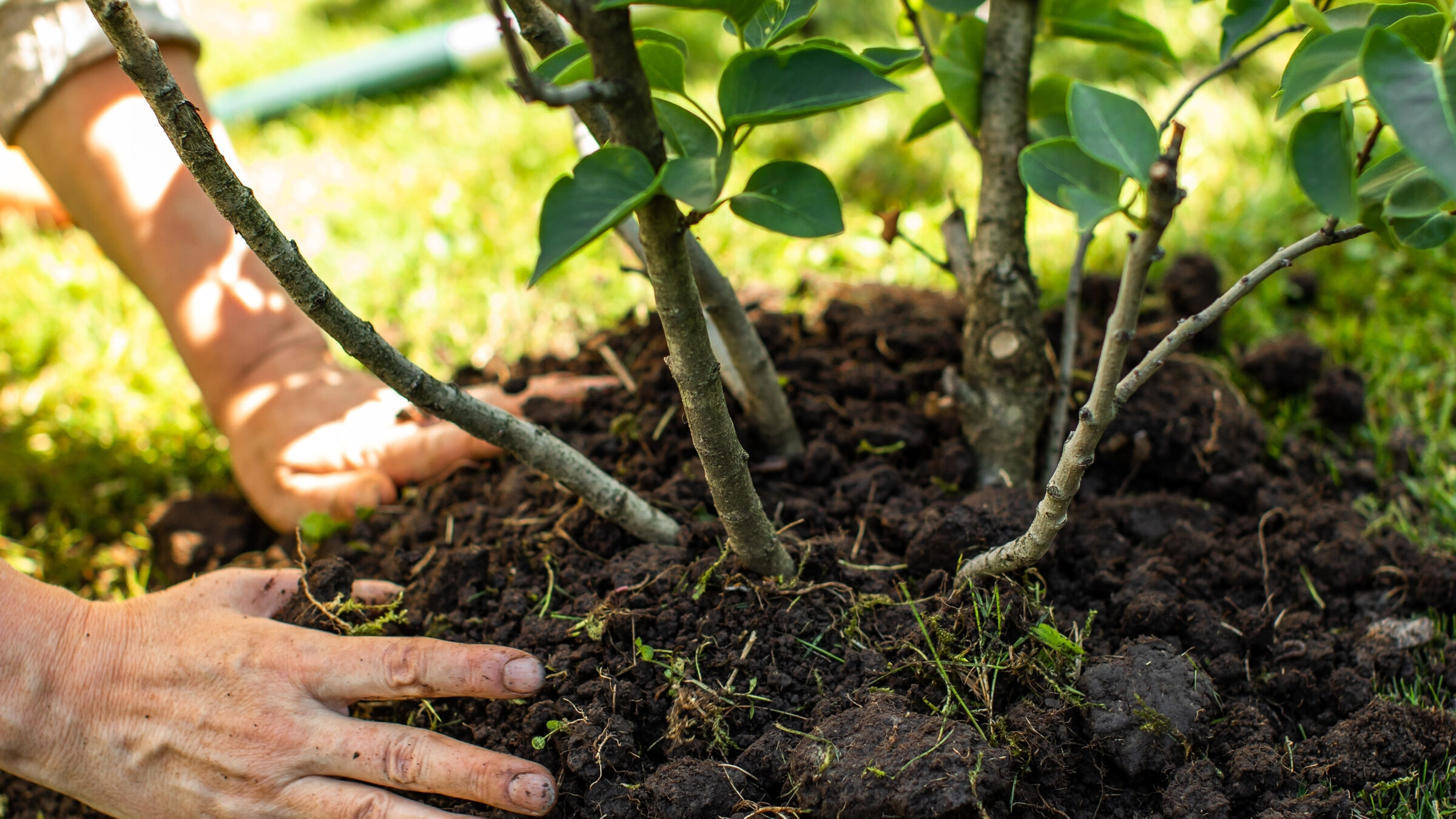 Verhuizen: geef je planten een nieuwe plek
