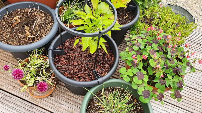 cacaodoppen mulch Potten met cacaodoppen mulch, zodat je minder vaak water hoeft te geven