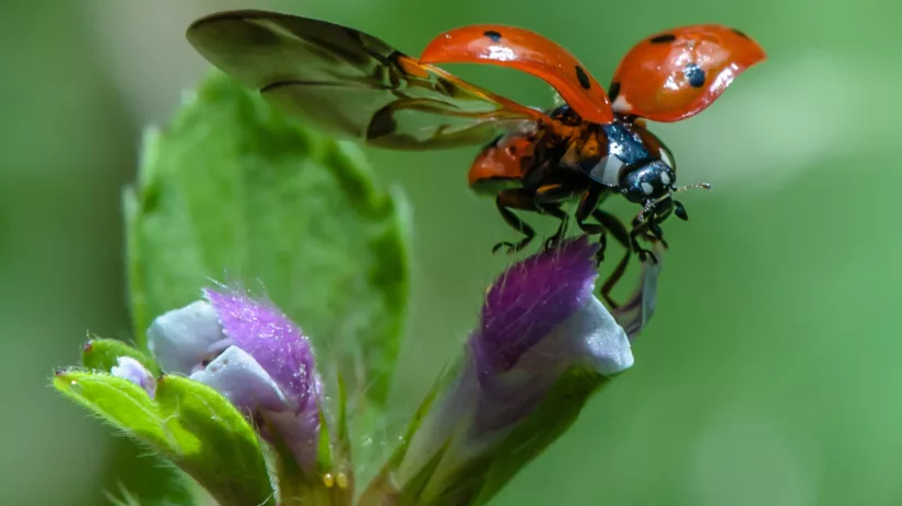 5 tips om lieveheersbeestjes naar je tuin te lokken 5 tips om lieveheersbeestjes naar je tuin te lokken