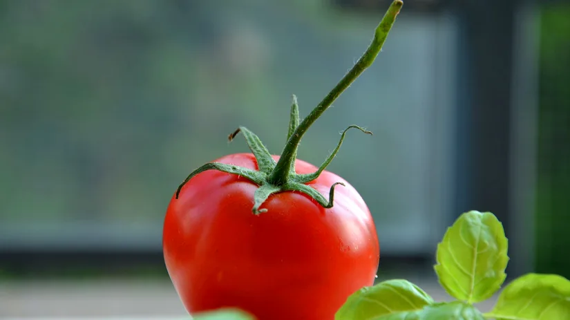 tomaten tomaten