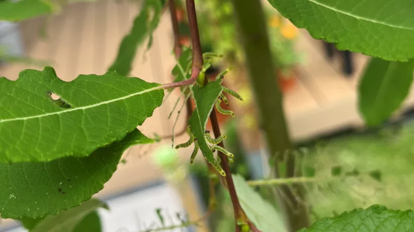 Meest voorkomende plagen bij tuinplanten Meest voorkomende plagen bij tuinplanten