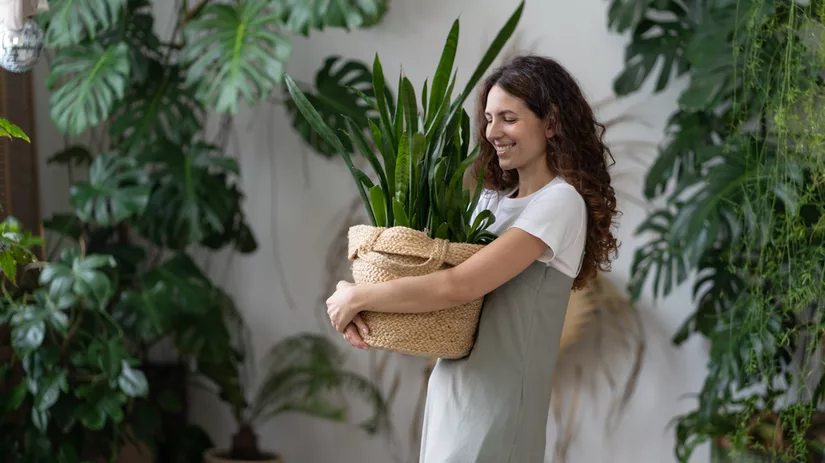 Kamerplanten in de schaduw Kamerplanten in de schaduw