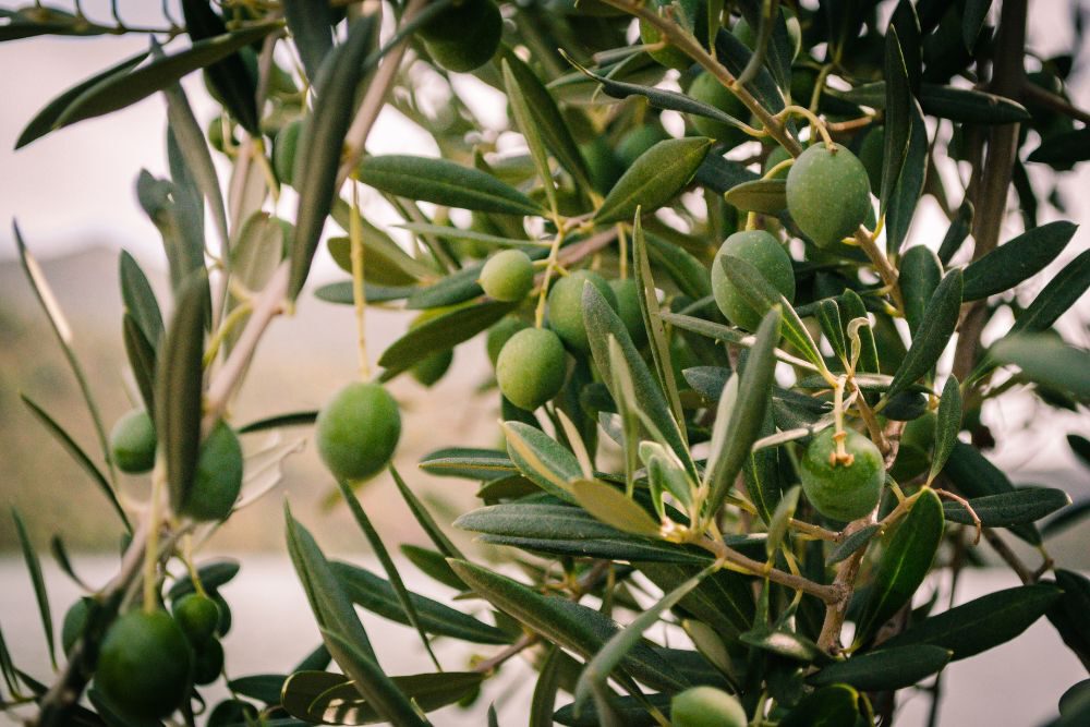 Hoe snoei je een olijfboom?