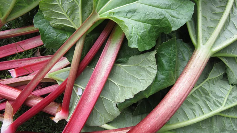 Rabarber planten Rabarber planten