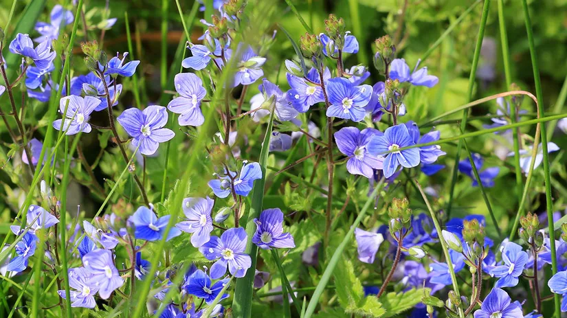 ereprijs-speedwell ereprijs-speedwell