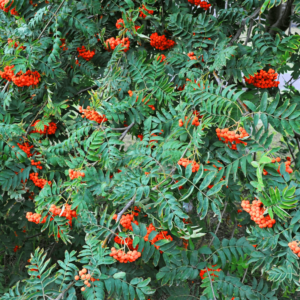 Clusters oranje-rode bessen hangen in trossen aan slingerende takken tussen dicht geveerde donkergroene bladeren, tegen een natuurlijke buitenachtergrond van struik- en boomkruin.