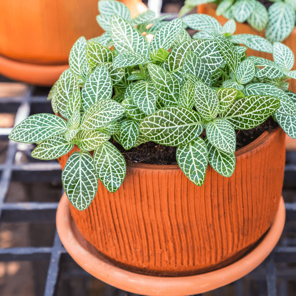 Fittonia