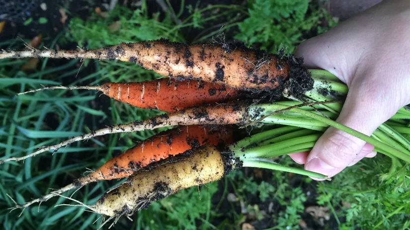 wortels-doe-je-mee-floor wortels-doe-je-mee-floor