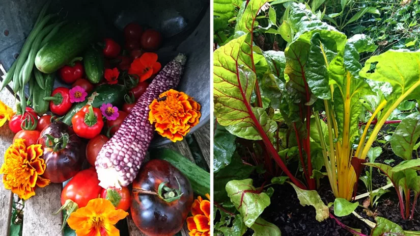 moestuin oogst moestuin oogst