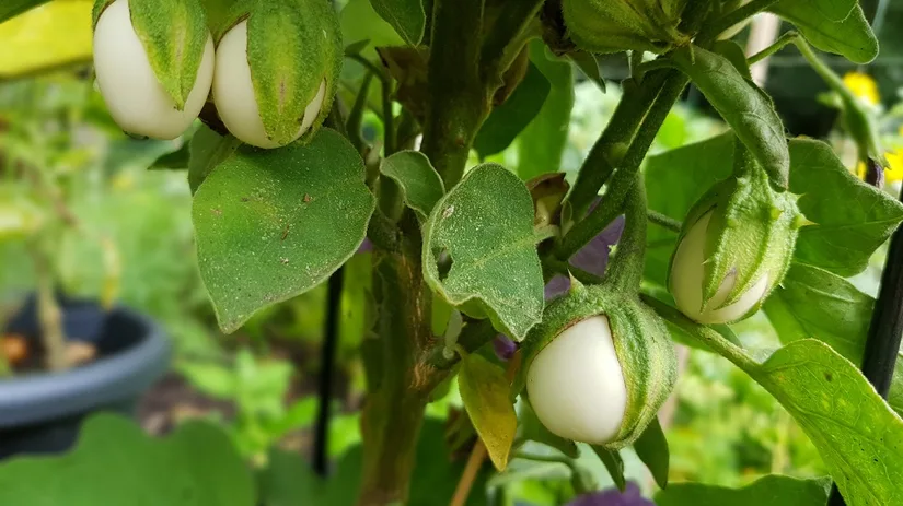 Aubergineplant Kleine onrijpe aubergines aan een aubergineplant