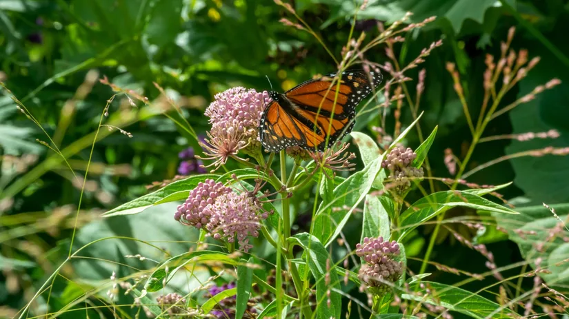 Inheemse planten: vertrouwd groen Inheemse planten: vertrouwd groen