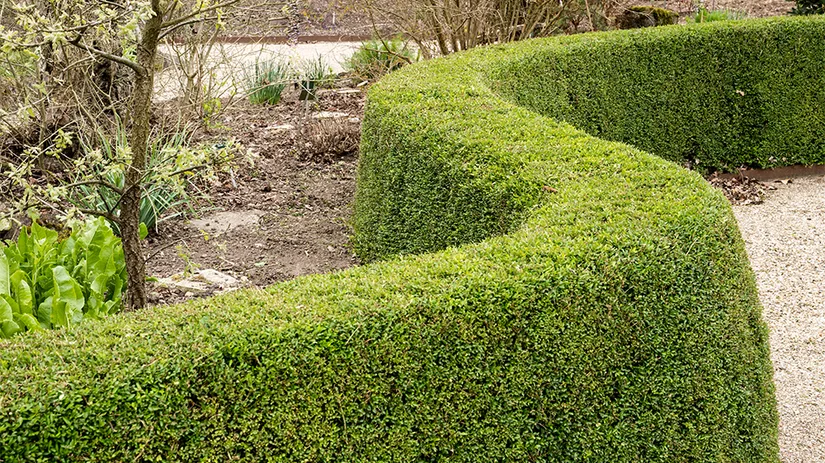 Alternatieven voor buxus Alternatieven voor buxus