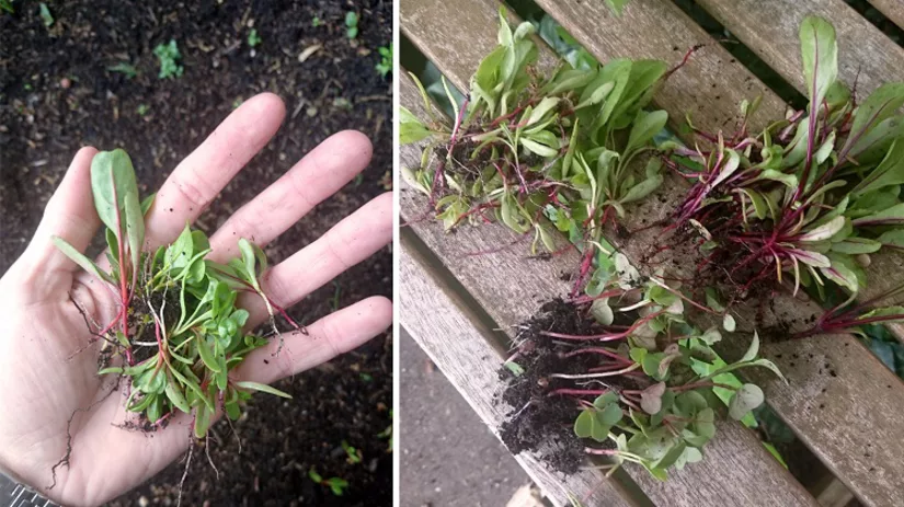 kleine-groenten-floor kleine-groenten-floor