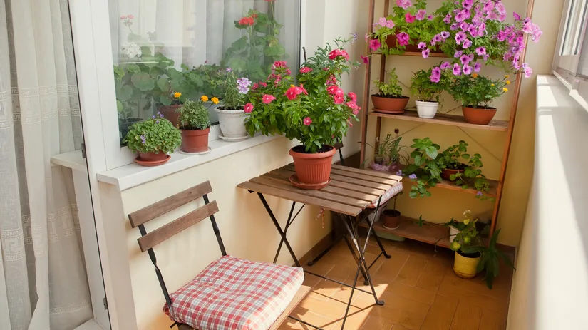 Leuke planten in pot Leuke planten in pot