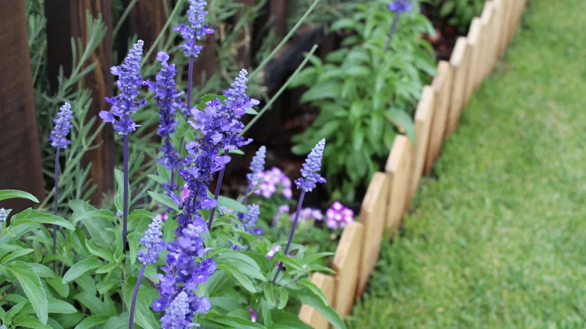 Tips voor de mooiste borderranden Tips voor de mooiste borderranden