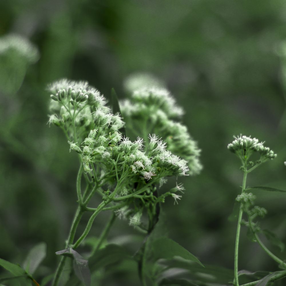Groene bloemhoofdjes met kleine witte pluizige bloempjes, in losse clusters staan in bloei op dunne stelen te midden van vage groene bladeren en een onscherpe bosachtige achtergrond.