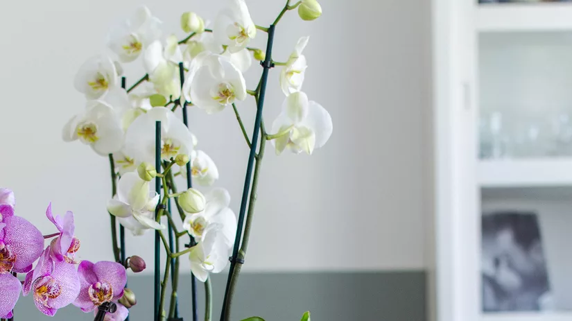 Kweek zelf een orchidee Kweek zelf een orchidee