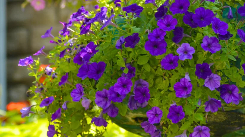 Uitgebloeide bloemen verwijderen zo stimuleer je nieuwe bloei.png Uitgebloeide bloemen verwijderen zo stimuleer je nieuwe bloei.png
