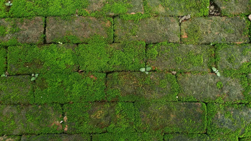 Groene aanslag verwijderen welke maand (1).png Array