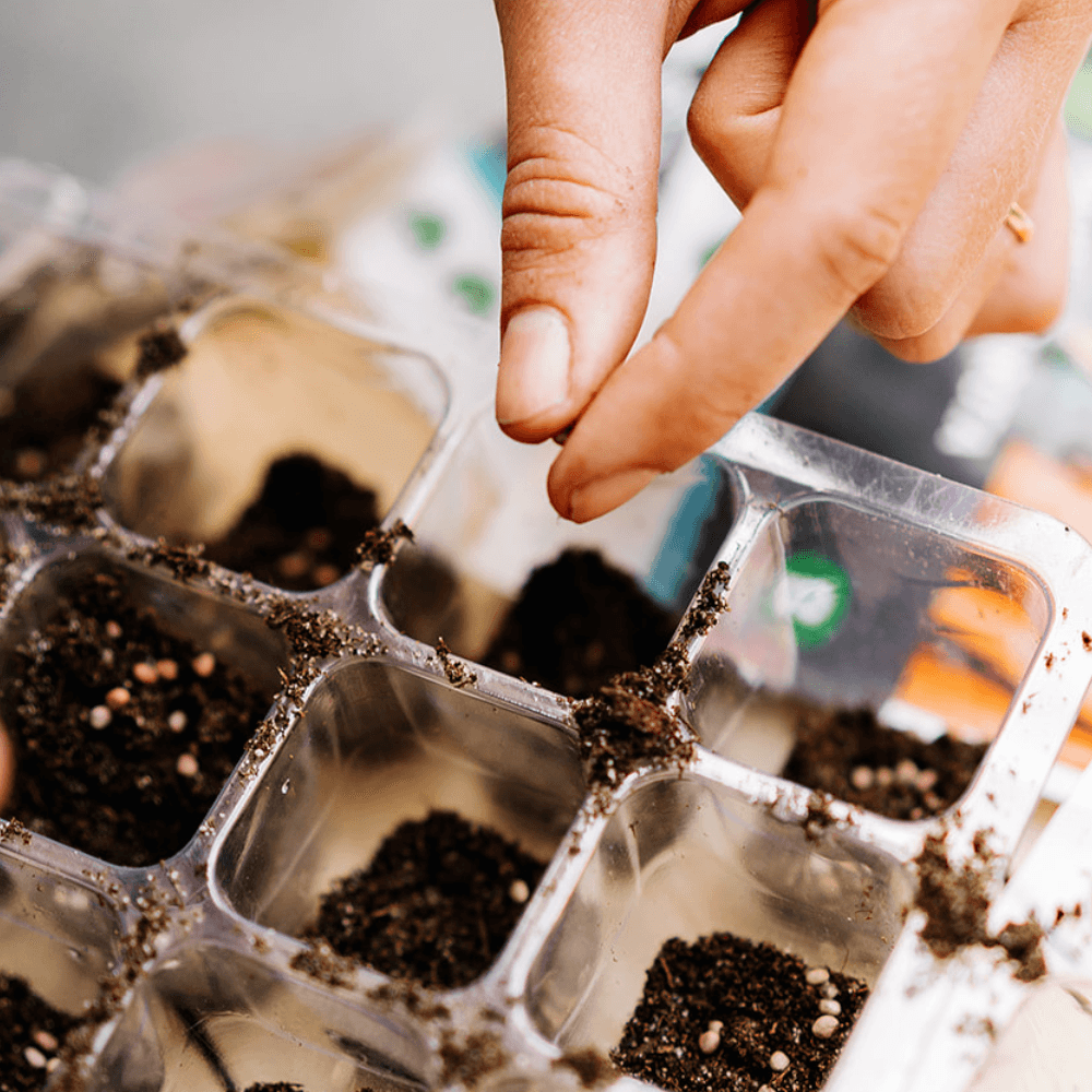 Moestuin voorzaaien