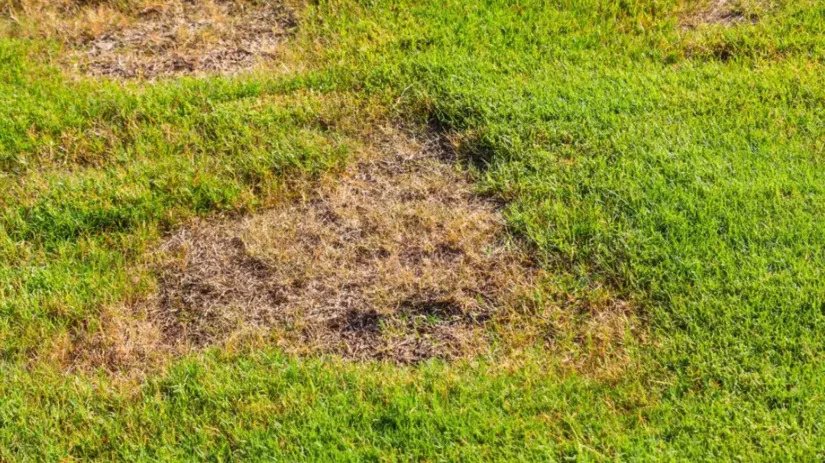 Voetrot in gazon Voetrot in gazon