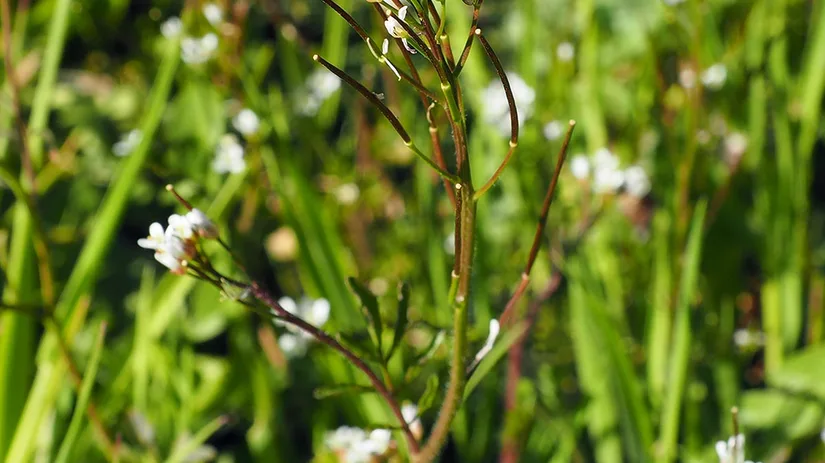 kleine-veldkers-hairy-bittercress kleine-veldkers-hairy-bittercress