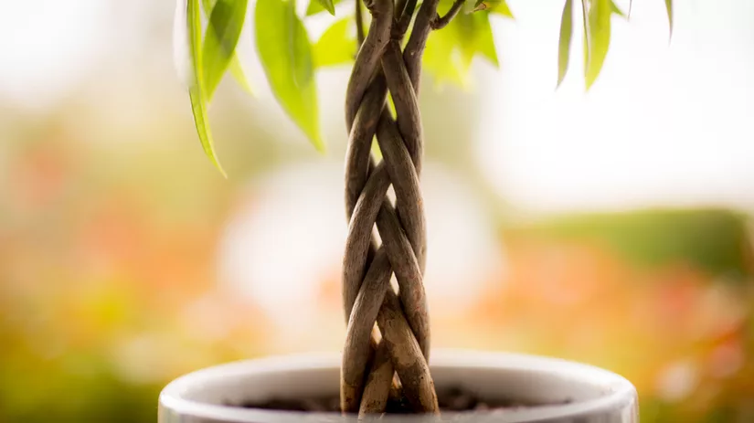 Planten op stam onderhouden Planten op stam onderhouden