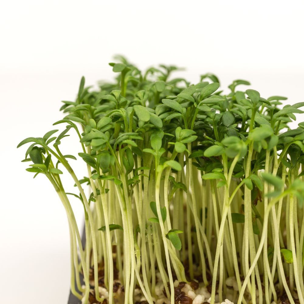 Jonge tuinkersplantjes staan dicht opeengepakt en rechtop, met witte stelen en groene blaadjes, groeiend in een klein bakje op een neutrale witte achtergrond.