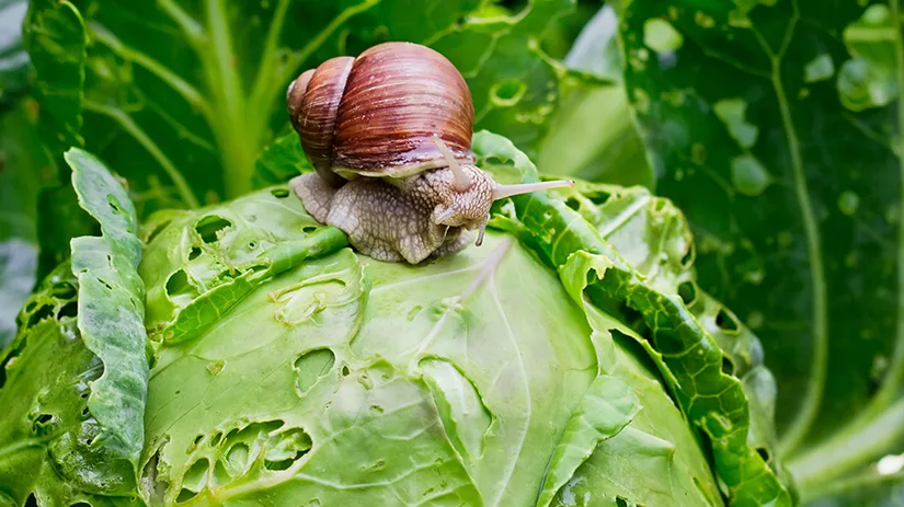 slakken-moestuin slakken-moestuin