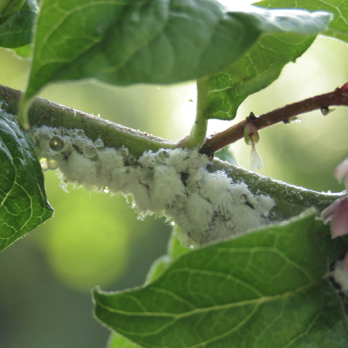 bloedluis bestrijden