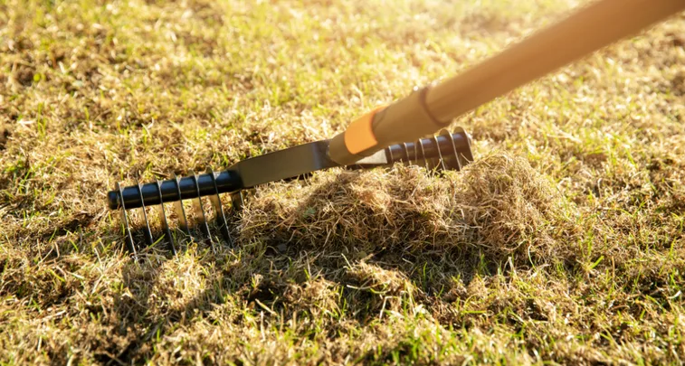 Hark verzamelt dor gras en vilt, gebruikt om losse strooisellaag weg te harken op een zonovergoten, droog en ongelijk gazon.