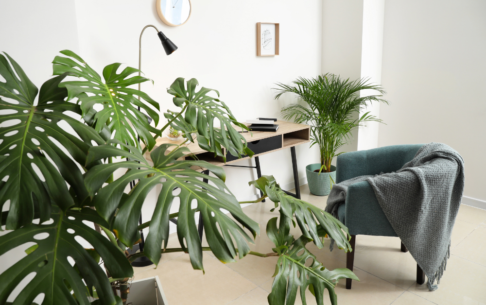 Top 5: Grote kamerplanten