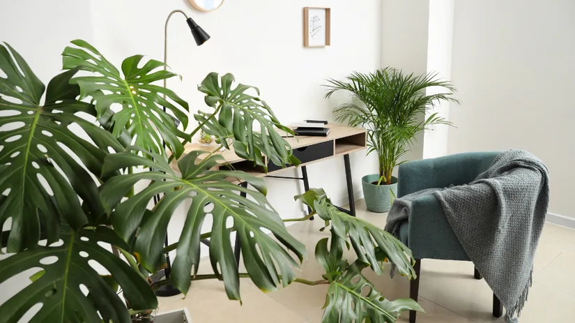 Top 5: Grote kamerplanten Top 5: Grote kamerplanten