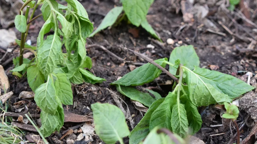 Hangende tuinplanten bij hitte Zo herstel je ze snel.png Hangende tuinplanten bij hitte Zo herstel je ze snel.png