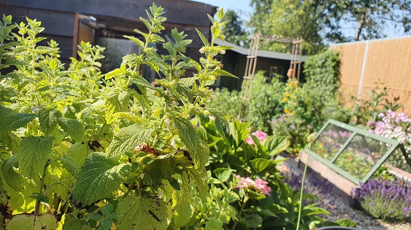 Het overzicht van een tuin Het overzicht van de prachtige moestuin van Floor vol met kruiden, bloemen, groenten en fruit.