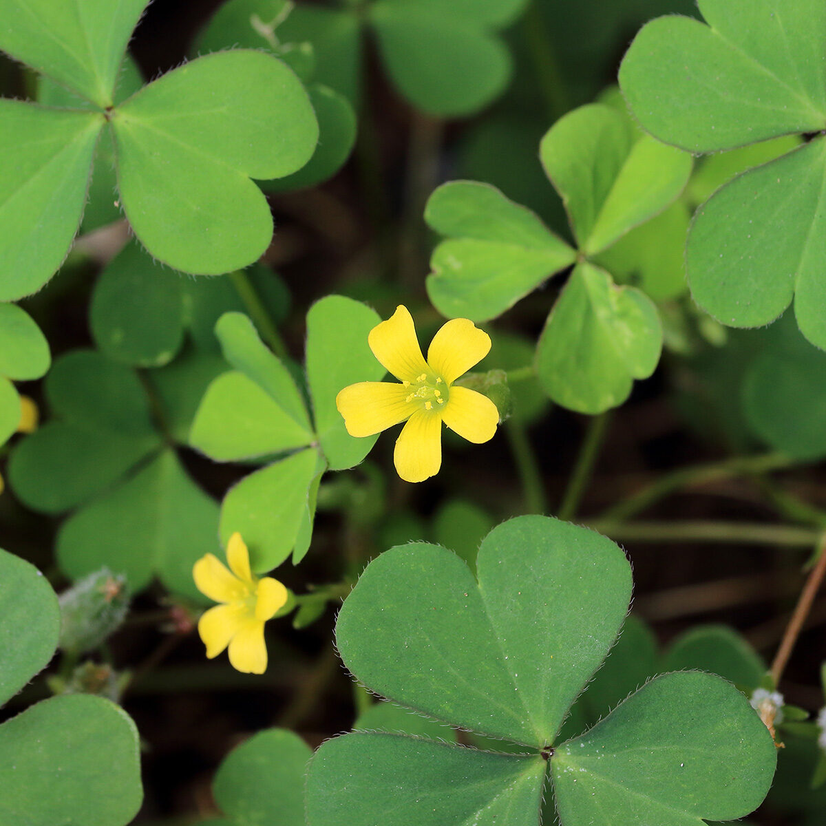 Klaververzuring onkruid herkennen