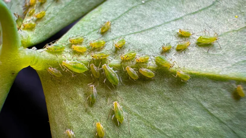 Is bladluis erg voor je plant_.png Is bladluis erg voor je plant_.png