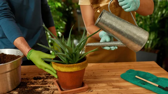 Wat zijn aaltjes en waar gebruik je ze voor? Wat zijn aaltjes en waar gebruik je ze voor?