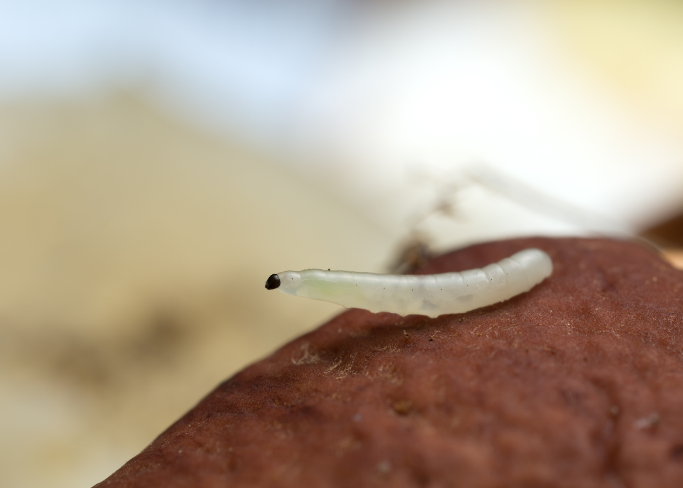 Larven van een rouwvlieg