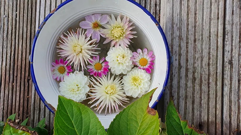 Dahlia's in de tuin Dahlia's in de tuin