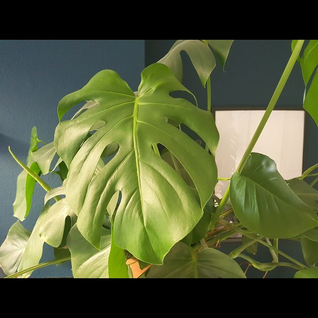 Monstera stekken - Pokon